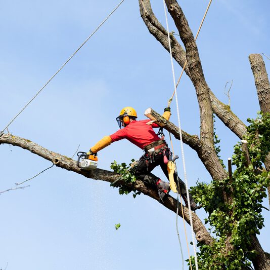 High Tree Branch being Removed by Tree Climber Arborist in New Bern, NC