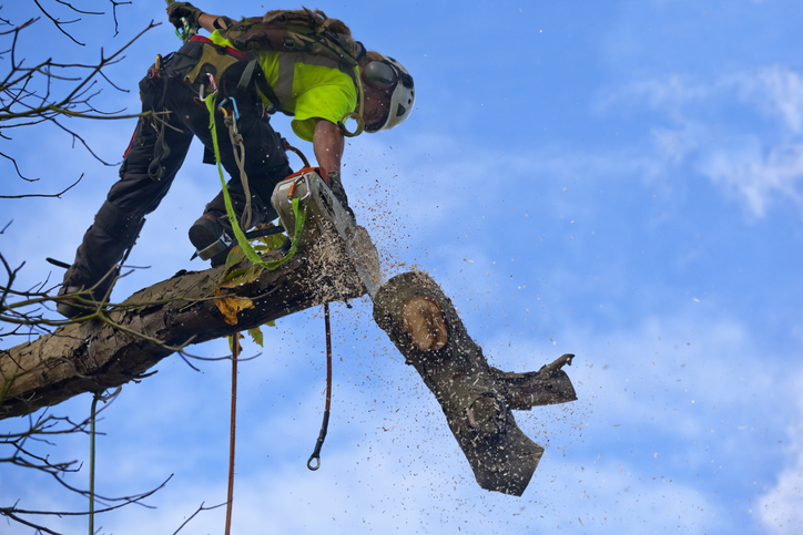 A tree surgeon fells a diseased Chestnut tree by the technique known as sectional dismantling where the tree is felled one piece at a time, as is shown here with a cut bough section being dropped to the ground. This felling technique involves using ropes and spikes for the surgeon to climb the tree, then if needed, the use of ropes to lower the branches to the ground, or for small sections of tree trunk, safely dropped to the ground, as here. This technique is ideal for trees that are dead, dangerous, storm damaged, overhanging buildings & property or sites which have difficult access and or are growing in a confined space.
