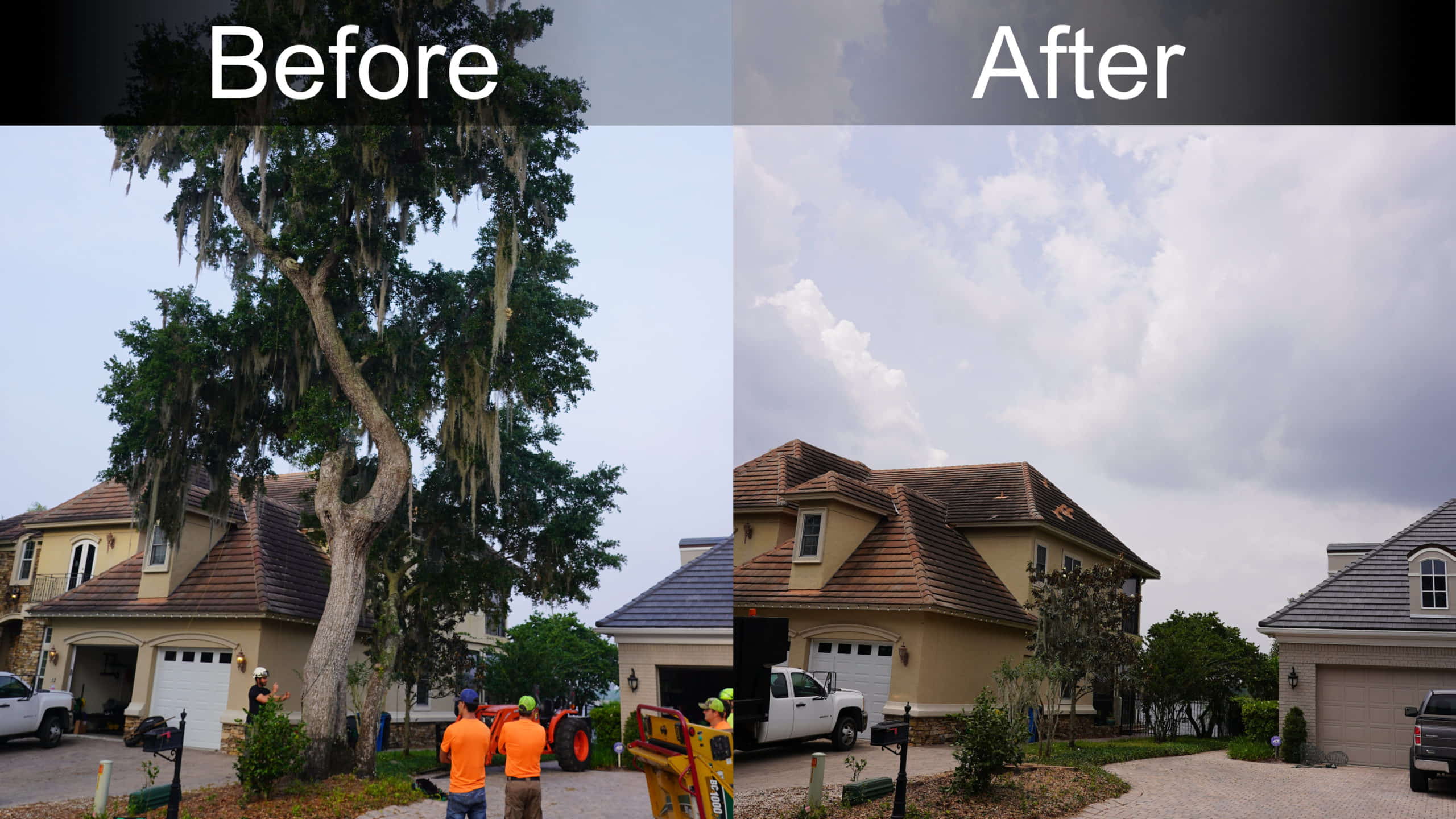 Large tree removal before and after