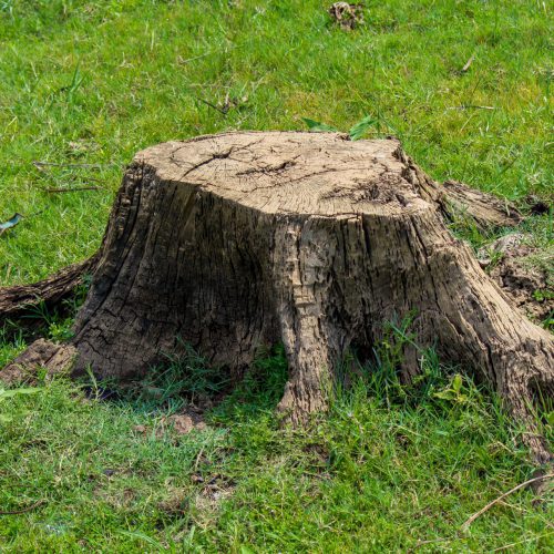 Old Tree Stump in Trent Woods, NC